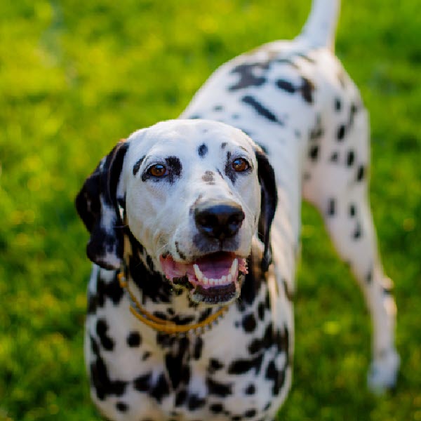 Dalmatian in grass