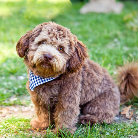 Puppy in Grass