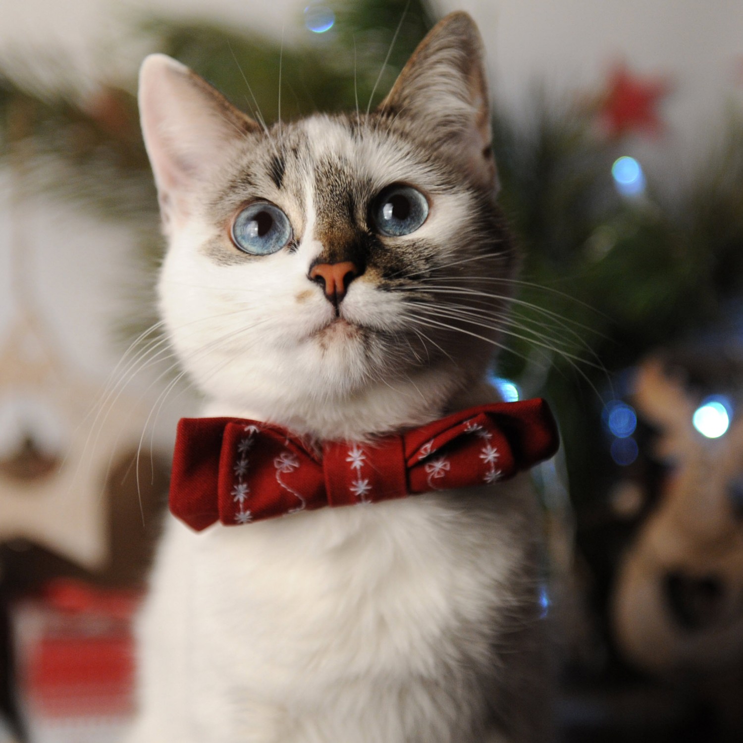 White Cat and Bow Tie